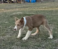 Rooster, a male Border Collie for sale in Stephenville, TX – Photo 4 of 9