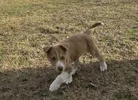 Rooster, a male Border Collie for sale in Stephenville, TX – Photo 5 of 7