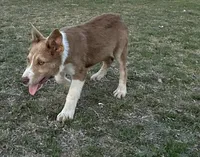 Rooster, a male Border Collie for sale in Stephenville, TX – Photo 8 of 9