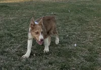 Rooster, a male Border Collie for sale in Stephenville, TX – Photo 6 of 9
