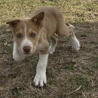 Rooster, a male Border Collie for sale in Stephenville, TX – Photo 1 of 9