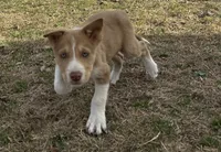 Rooster, a male Border Collie for sale in Stephenville, TX – Photo 1 of 7