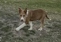 Rooster, a male Border Collie for sale in Stephenville, TX – Photo 7 of 9
