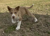 Rooster, a male Border Collie for sale in Stephenville, TX – Photo 7 of 7