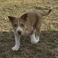 Rooster, a male Border Collie for sale in Stephenville, TX – Photo 3 of 9
