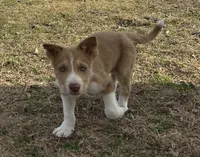 Rooster, a male Border Collie for sale in Stephenville, TX – Photo 4 of 7