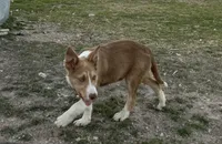 Rooster, a male Border Collie for sale in Stephenville, TX – Photo 9 of 9