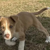 Rooster, a male Border Collie for sale in Stephenville, TX – Photo 2 of 9