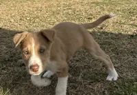 Rooster, a male Border Collie for sale in Stephenville, TX – Photo 2 of 7