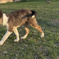 Trip, a male Border Collie for sale in Stephenville, TX – Photo 4 of 4