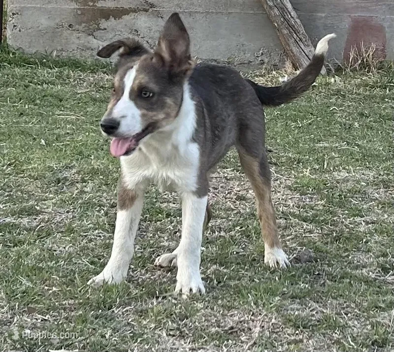 Trip – Border Collie puppy for sale in Stephenville, TX