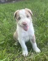 Sam , a male Border Collie for sale in Stephenville, TX – Photo 8 of 10