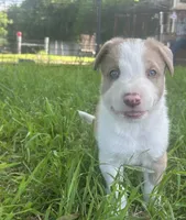 Sam , a male Border Collie for sale in Stephenville, TX – Photo 2 of 10