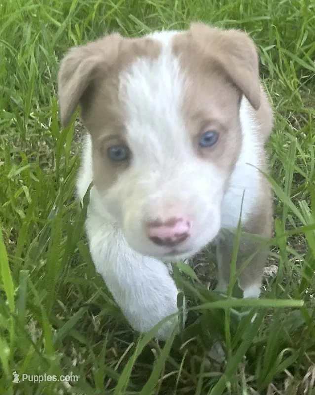 Sam  – Border Collie puppy for sale in Stephenville, TX