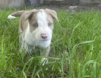 Sam , a male Border Collie for sale in Stephenville, TX – Photo 5 of 10