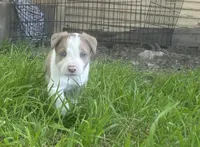 Sam , a male Border Collie for sale in Stephenville, TX – Photo 4 of 10