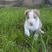 Sam , a male Border Collie for sale in Stephenville, TX – Photo 3 of 10
