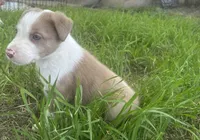 Sam , a male Border Collie for sale in Stephenville, TX – Photo 7 of 10