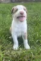 Sam , a male Border Collie for sale in Stephenville, TX – Photo 9 of 10
