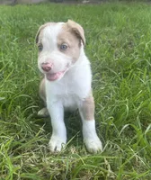 Sam , a male Border Collie for sale in Stephenville, TX – Photo 10 of 10