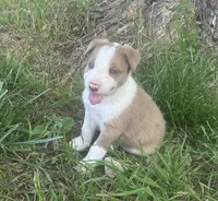 Sam , a male Border Collie for sale in Stephenville, TX – Photo 6 of 10
