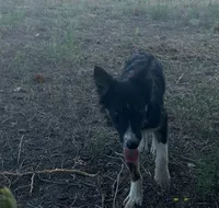 Milo , a male Border Collie for sale in Stephenville, TX – 3 of 7