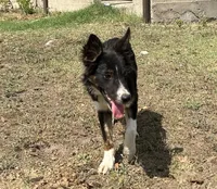 Milo , a male Border Collie for sale in Stephenville, TX – 7 of 7