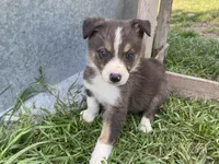 Finn, a male Border Collie for sale in Stephenville, TX – Photo 2 of 6