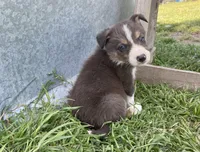 Finn, a male Border Collie for sale in Stephenville, TX – Photo 6 of 6