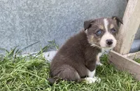 Finn, a male Border Collie for sale in Stephenville, TX – Photo 5 of 6