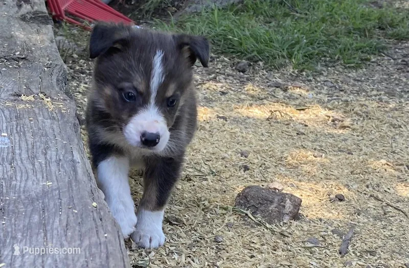 Finn, a male Border Collie for sale in Stephenville, TX – Photo 1 of 6