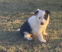 Patsy, a female Border Collie for sale in Stephenville, TX – Photo 5 of 10
