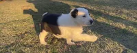 Patsy, a female Border Collie for sale in Stephenville, TX – Photo 7 of 10