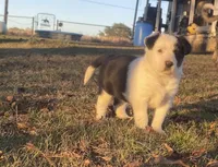 Patsy, a female Border Collie for sale in Stephenville, TX – Photo 6 of 10