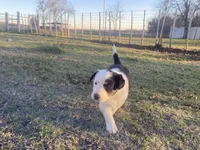 Patsy, a female Border Collie for sale in Stephenville, TX – Photo 10 of 10