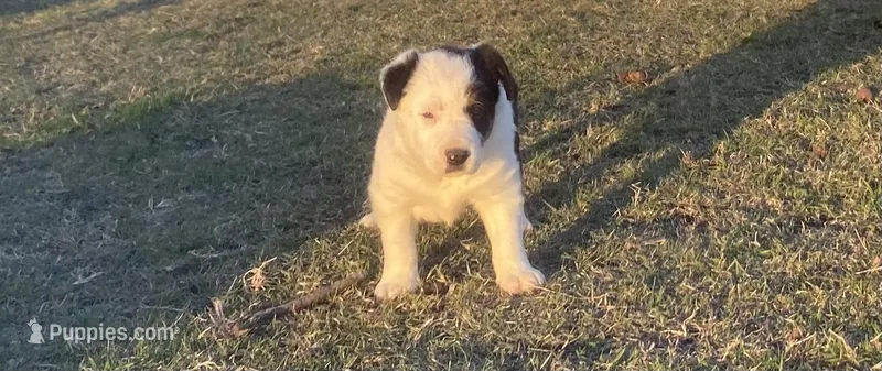 Patsy, a female Border Collie for sale in Stephenville, TX – Photo 1 of 10