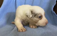 Ava, a female Border Collie for sale in Stephenville, TX – Photo 4 of 6