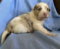 Ava, a female Border Collie for sale in Stephenville, TX – Photo 6 of 6