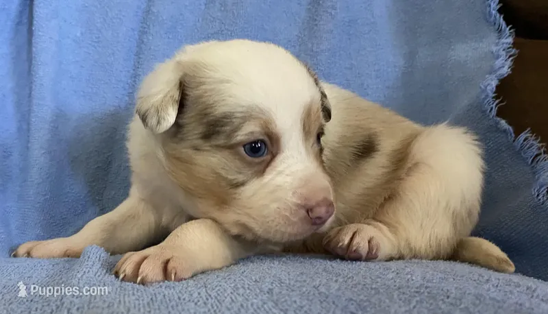 Ava, a female Border Collie for sale in Stephenville, TX – Photo 1 of 6