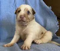 Ava, a female Border Collie for sale in Stephenville, TX – Photo 2 of 6
