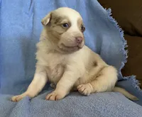 Ava, a female Border Collie for sale in Stephenville, TX – Photo 5 of 6