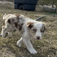 Rowdy, a male Border Collie for sale in Stephenville, TX – Photo 3 of 3