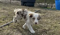 Rowdy, a male Border Collie for sale in Stephenville, TX – Photo 3 of 3
