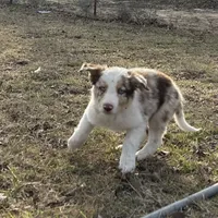 Rowdy, a male Border Collie for sale in Stephenville, TX – Photo 2 of 3