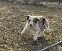 Rowdy, a male Border Collie for sale in Stephenville, TX – Photo 2 of 3
