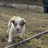 Rowdy, a male Border Collie for sale in Stephenville, TX – Photo 1 of 3