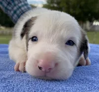 Coors, a male Border Collie for sale in Stephenville, TX – Photo 3 of 10