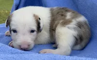 Coors, a male Border Collie for sale in Stephenville, TX – Photo 8 of 10