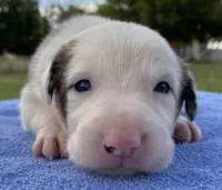 Coors, a male Border Collie for sale in Stephenville, TX – Photo 2 of 10