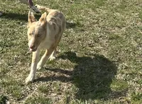 Sarah , a female Border Collie for sale in Stephenville, TX – Photo 5 of 10